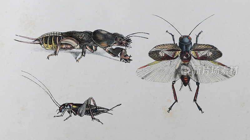 欧洲鼹鼠蟋蟀(Gryllotalpa Gryllotalpa)和家蟋蟀(Acheta家养蟋蟀)-复古彩色插图